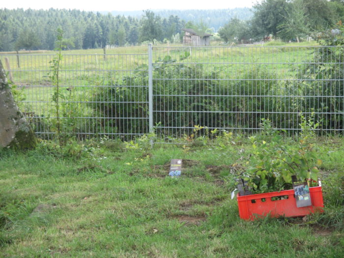 27.07.2017 Unser Heidelbeerparadies