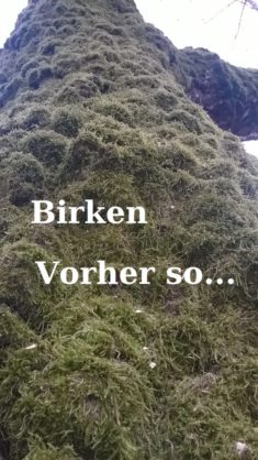 Unsere alten Freunde die Birken!