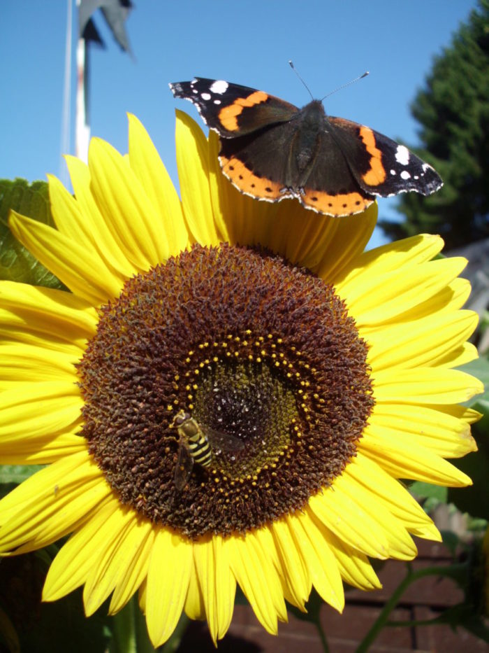 Biene und Schmetterling auf einer Sonnenblume