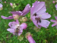 Zwei Bienen in einer Malvenpflanze
