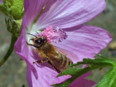 Die Biene mit den Pollen sitzt in der Malve