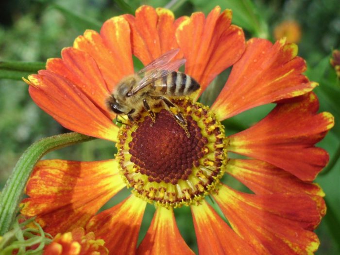 Die Biene sitzt auf der Sonnenbraut