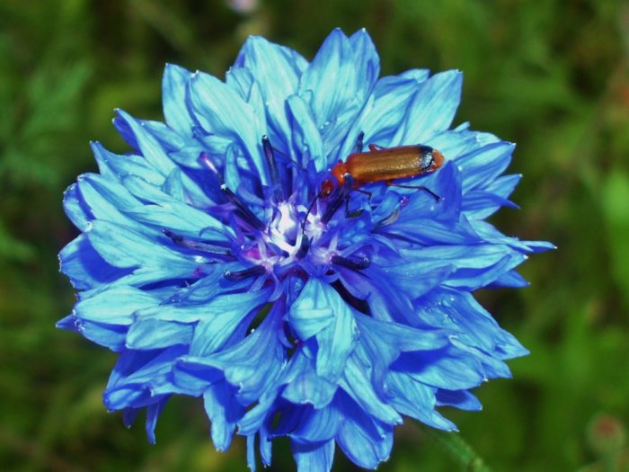 Ein Käfer sitzt auf der Kornblume