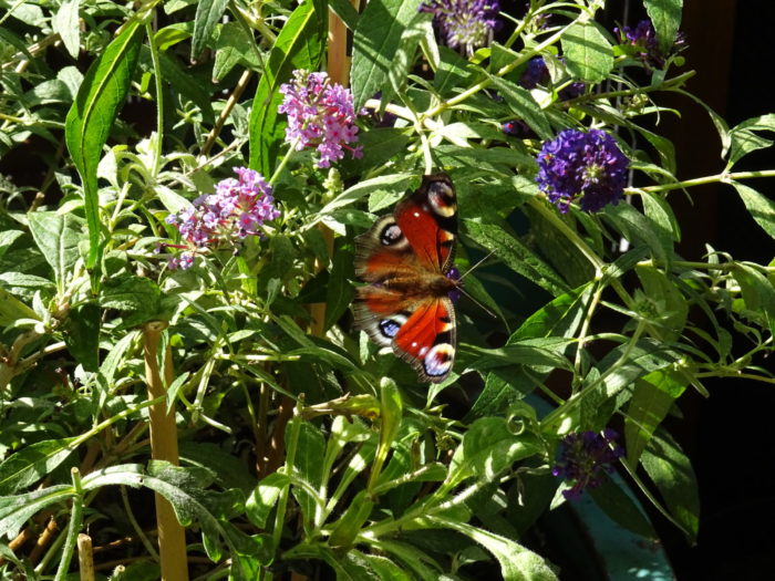Schmetterling auf der Buddleja