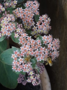 2 Bienen auf der blühenden Fetthenne…