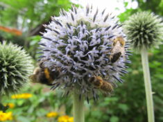 Fürhlingsbemühungen blühen auf (1/4): Hummeln und Honigbienen an Kugeldistel