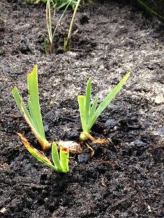 Hohentwiel: Burggartenpflanze 3: Bunte Schwertlilie