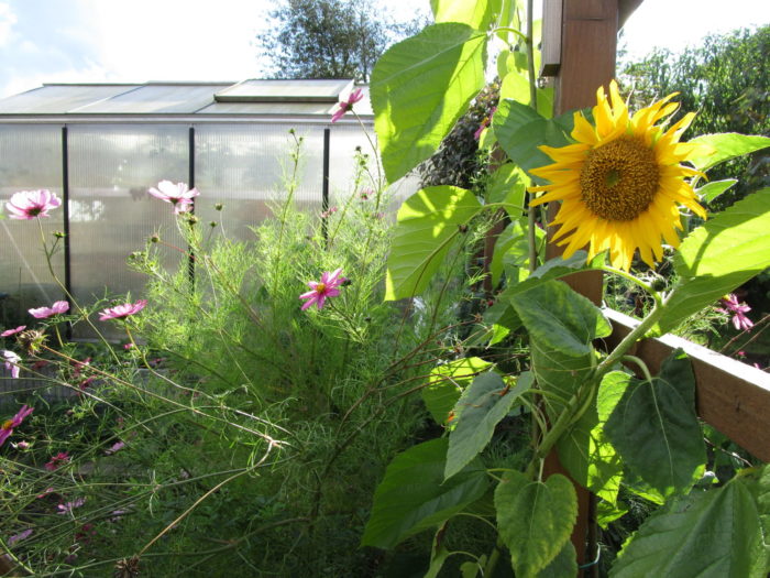 Kosmea und Sonnenblume