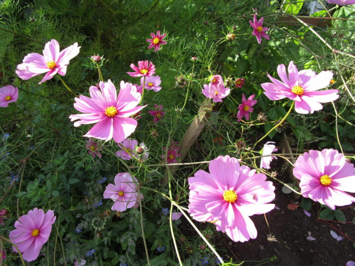 spätsommerliche Cosmea-Blüte