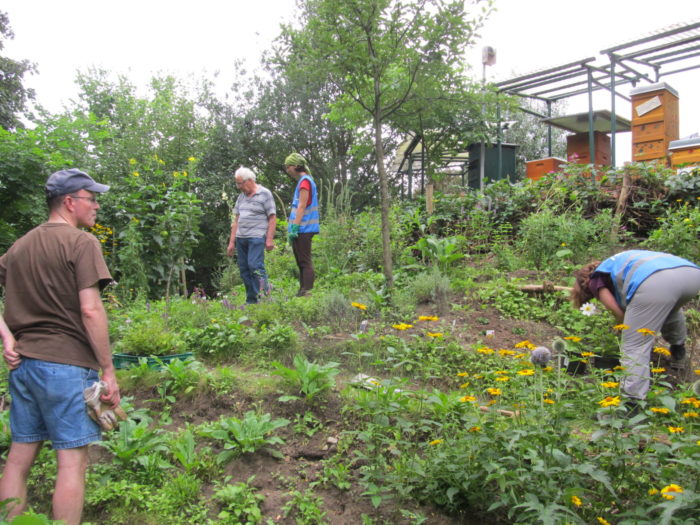 Das Team in Aktion (2/4): Es wurden Dahlien, Garten-Storchschnabel…