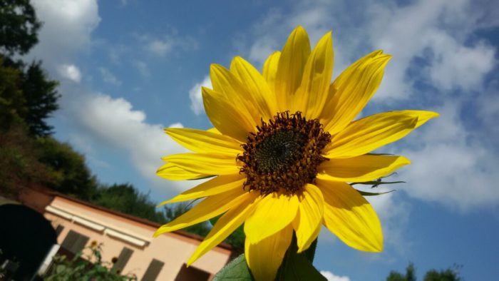 Eine unserer Sonnenblumen