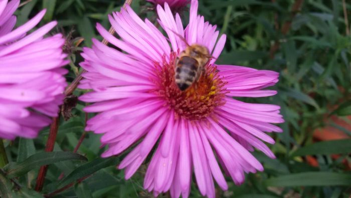 Eine Biene zu Gast auf unserer Herbstaster