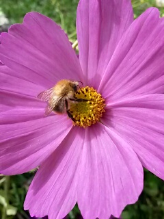 Eine Wildbiene auf der Cosmea.