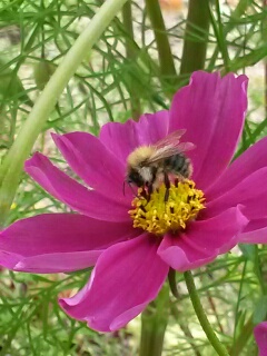 Heutige Biene Nr. 2