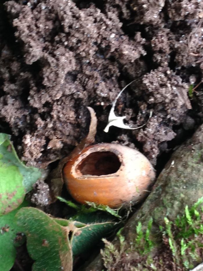 Naturgarten Hotzenwald im Januar: geöffnete Haselnuss